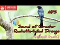 Download Lagu Suara Burung Cecawi Anting-Anting / Sound of Greater Rackette-tailed Drongo 2020