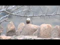 Canyon Wren
