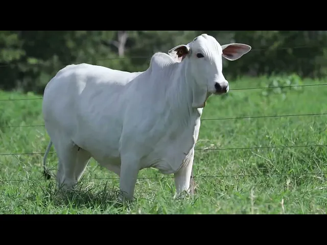 Novilha Nelore NBEM - 401