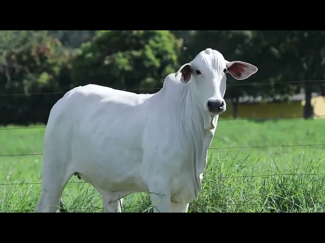 Novilha Nelore NBEM - 401