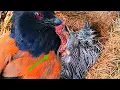 Lagu KASIHAN ANAK BURUNG MOGOK MAKAN