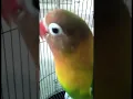 Download Lagu Pancingan buat love bird yang males bunyi