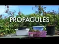 Propagules