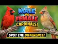 Male vs Female Cardinal