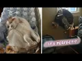 The Cat Code Can you crack the code