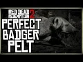 HOW TO GET A PERFECT BADGER PELT - RED DEAD REDEMPTION 2 PRISTINE BADGER HUNT