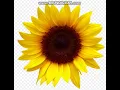 Sunflowers Clipart