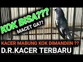 Download Lagu DR KACER TERBARU EFEKNYA BAGUS UNTUK KACER INI SAAT MABUNG DIKASIH MANDI
