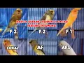 Download Lagu HARGA BURUNG KENARI LOPER,AF,AFs,F1,F2,F3,DAN BURUNG GACOAN DI PASAR BURUNG PRAMUKA
