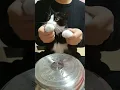 Download Lagu kucing main drum #kucinglucu #kucing #shorts