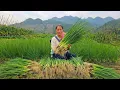 Lagu Harvesting a Fresh Green Onion Garden and Taking It to the Market – Caring for the Family