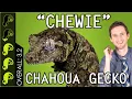 Chahoua Chewie Gecko The Best Pet Lizard