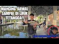 Download Lagu MANCING PAKAI SUTR@ SAMPAI BIKIN TETANGGA MELONGO!!!!