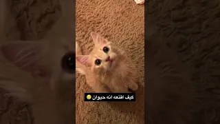 قطة تتكلم 