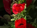 Poppy and bees