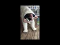 Download Lagu Getting out of the polar bear