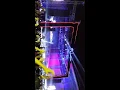 Amr Diab porto cairo 2014 shoft el ayam