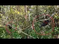 Download Lagu Gunakan Cara ini Agar Hasil Mikat Burung Konin Menjadi Maksimal || Belitung || Vlog #40