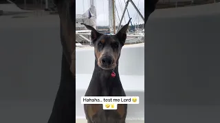 They say he test us in mysterious waaaaays hahaha 😂🤣🤘🐾#fypシ #Fyp #Dream #pets #doberman