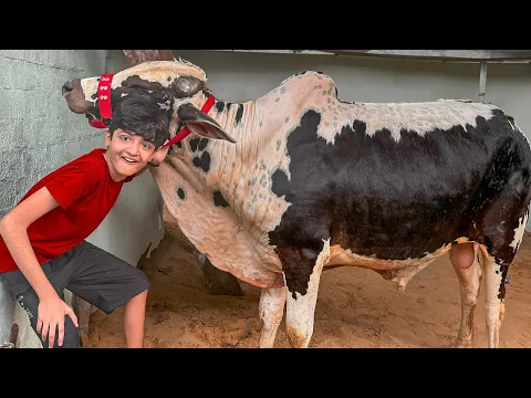 Download MP3 Finally Qurbani ki Cow Khareed Li🐮🐄