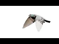 Download Lagu High fat Diets for Optimising Endurance Performance in Long Distance Racing Pigeons