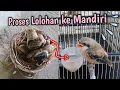 Download Lagu Anakan cendet proses dari lolohan ke mandiri