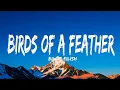 Download Lagu Billie Eilish - BIRDS OF A FEATHER (Lyrics)