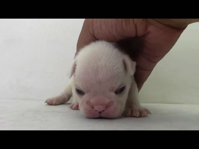 動画