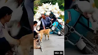                                                                  دندنها