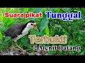Download Lagu SUARA PIKAT BURUNG RUAK RUAK TUNGGAL TERBUKTI 2MENIT LANGSUNG DATANG (BITDRAP)