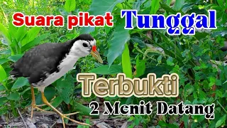 suara pikat burung ruak ruak tunggal terbukti 2menit langsung datang bitdrap 