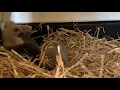 Teddywidder Babys mit 16 Tage nach dem Saugen
