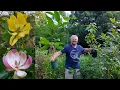 Amazing New Magnolias for the New Garden
