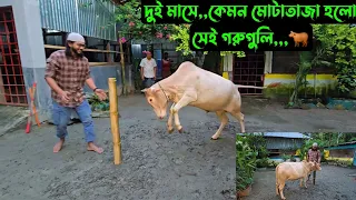 দুই মাসে,,কেমন মোটাতাজা হলো সেই গরুগুলি,,,🐂