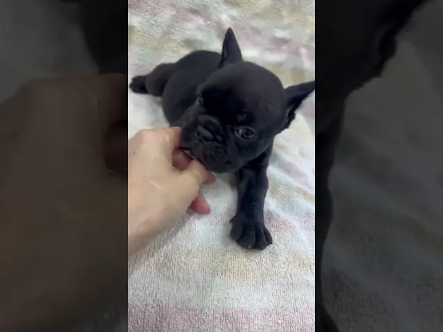 動画