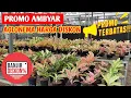 Download Lagu PROMO AMBYAR‼️ Aglonema diskon besar2an, stok terbatas ~ 846