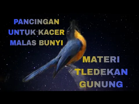 Download MP3 PANCINGAN UNTUK KACER MALAS BUNYI//Suara tledekan gunung.Mp3