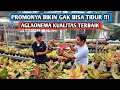 Download Lagu Harga promonya bikin gak bisa tidur, aglaonema kualitas terbaik