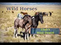 Wild Horses of Utah s West Desert 2024