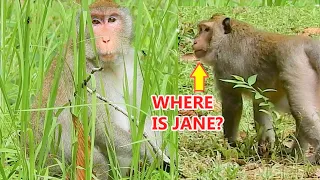 Pitiful Jane Monkey Escape From King Loki|Why Loki Disturb \u0026 Follow Up Jane|Jane Leave Baby Janna