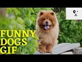 Funny Dogs Gifs