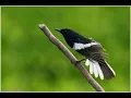 Download Lagu gabungan suara burung gacor bagus buat isian