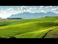SOOTHING BIRDSONG IN MOUNTAIN FOREST | Relaxing nature sounds for MEDITATION, SLEEP | Nature Therapy