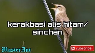 kerak basi alis hitam sinchan masteran handal untuk burung kicau