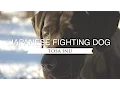 TOSA INU JAPAN S NATIONAL FIGHTING DOG