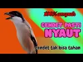 Download Lagu cendet gacor NGEPLONG ampuh buat PANCINGAN cendet agar NYAUT TAK TAHAN❗❗