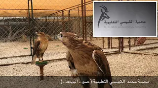 صوت الصقر الحوام بوحقب في محمية محمد الكبيسي التعليمية 