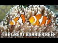 The Great Barrier Reef A Fragile Paradise Documentary