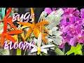 Download Lagu De mooiste compacte orchideeën 👌🏼 Zeer geurende mini-Vanda's!🌸 Insectendruk op het terras #ninjao...
