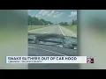 WATCH Snake slithers out of car hood in Tennessee